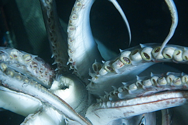 Buccal cavity (mouth) and tentacles of Humboldt (Jumbo) squid (Dosidicus gigas), Gulf of California, Baja California, Mexico, North America