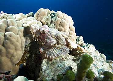 Small scale scorpionfish (Scorpaenopsis oxycephala) (Tassled scorpionfish) in the Red Sea, Marsa Alam, Egypt, North Africa, Africa