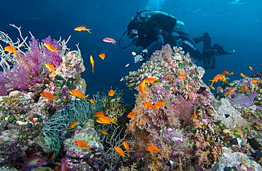 Diver and hard and soft coral reef and lyre tail anthias (Pseudanthias squamipinnis), Marsa Alam, Egypt, Red Sea, North Africa, Africa