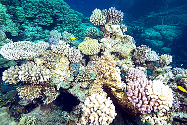 Typical healthy Red Sea hard coral reef landscape, Marsa Alam, Egypt, North Africa, Africa