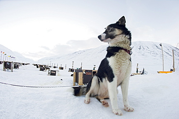 Husky dog sled operation, where each dog has its own kennel raised off the ground, Bolterdalen, Svalbard, Arctic, Norway, Scandinavia, Europe