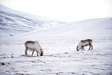 Svalbard reindeer (Rangifer taradus spp. platyrhynchus) grazing in winter, digging to the lichens and grasses below the snow, Svalbard, Arctic, Norway, Scandinavia, Europe