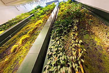 Vertical garden (living wall) designed by Patrick Blanc at the Dussman Das Kulturkaufhaus in Berlin, Germany, Europe