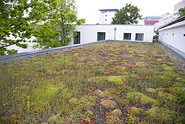 Typical extensive mixed Sedum species green roof, Berlin, Germany, Europe