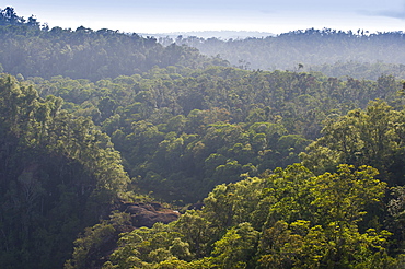 Rainforest in Tully Gorge National Park, part of the Wet Tropics World Heritage Area, UNESCO World Heritage Site, near Ravenshoe, Queensland, Australia, Pacific