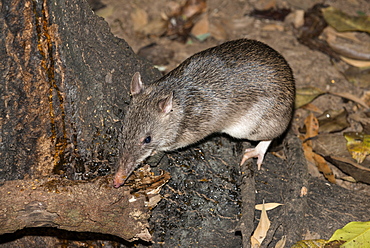 Long-nosed potaroo (Potorous tridactylus) a small rodent like marsupial sometimes known as rat-kangaroos, Queensland, Australia, Pacific
