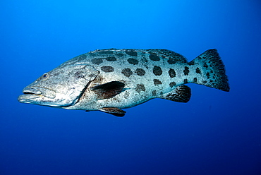 Potato cod (Epinephelus tukula) (potato grouper) (potato bass), Cod Hole, North Ribbon reef, Great Barrier Reef, Queensland, Australia, Pacific