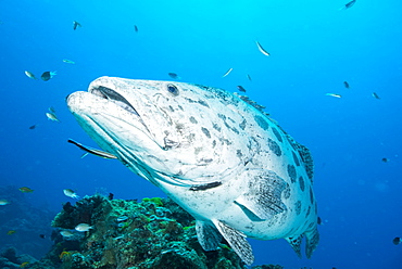 Potato cod (Epinephelus tukula) being cleaned by cleaner wrasse (Labroides dimidiatus), Cod Hole, Great Barrier Reef, Queensland, Australia, Pacific