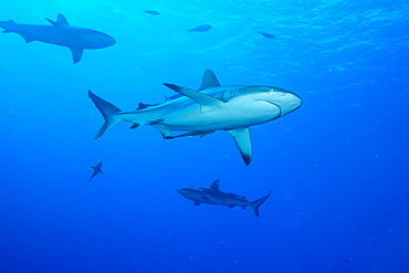 Whitetip reef shark (Triaenodon obesus) is a requiem shark in the genus Carcharinidae, Queensland, Australia, Pacific