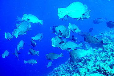 Bumphead parrotfish (Bolbometopon muricatum) schooling. Quensland, Australia, Pacific