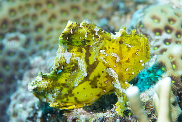 Leaf scorpionfish (Taenianotus triacanthus), Queensland, Australia, Pacific