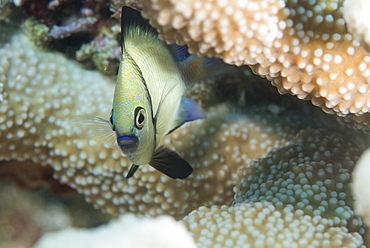 Reticulated Dascyllus (Dascyllus reticulans), Queensland, Australia, Pacific