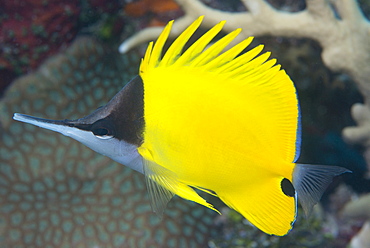 Longnose butterflyfish (Forcipiger flavissimus), adapted to feed in crevices in the reef and snips off soft pieces of corals, Queensland, Australia, Pacific