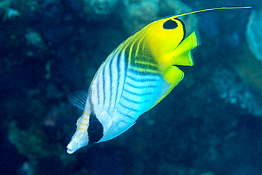 Thread fin butterflyfish (Chaetodon auriga), usually seen in pairs, Queensland, Australia, Pacific