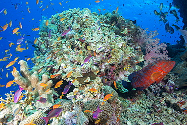 Colourful reef fish (Orange and purple anthias sp.) plus Leopard Coral grouper (Plectropomus leopardus) with hard and soft corals on reef, Queensland, Australia, Pacific