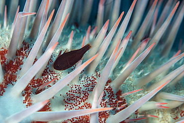 Small fish hides in the venomous spines of a crown of thorns starfish (Acanthaster planci), Cairns, Queensland, Australia, Pacific