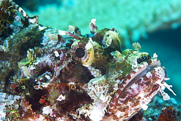 Tassled scorpionfish (smallscale scorpionfish) (Scorpaenopsis oxycephala), has an array of venomous spines, Matangi Island, Vanua Levu, Fiji, Pacific