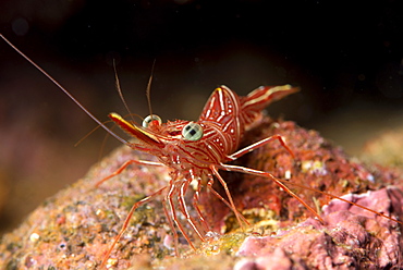 Hinge beak shrimp (Hinge beak prawn) (Rhynchocinetes sp.) emerges to feed at night, Matangi Island, Vanua Levu, Fiji, Pacific