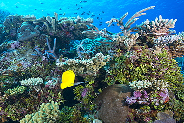 Colourful healthy hard and soft coral reef with long nosed butterflyfish (Forcipiger flavissimus), Matangi Island, Vanua Levu, Fiji, Pacific