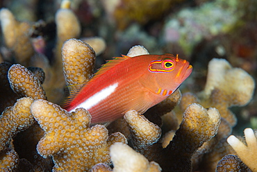 Arc-eye hawkfish (Paracirrhites arcatus), Matangi Island, Vanua Levu, Fiji, Pacific