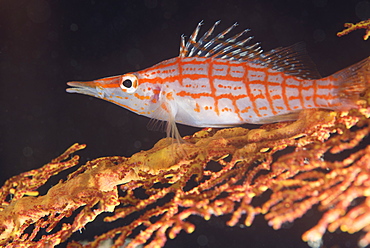 Longnose hawkfish (Oxycirrhites typus) on gorgonian sea fans (Subergorgia mollis) a hard coral species found in high current areas, Matangi Island, Vanua Levu, Fiji, Pacific