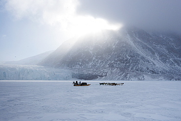 Inuit hunter and his dog team travelling on the sea ice, Greenland, Denmark, Polar Regions