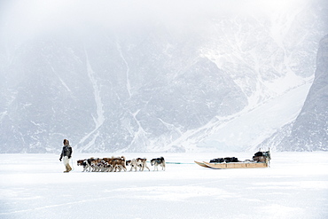 Inuit hunter walking his dog team on the sea ice in a snow storm, Greenland, Denmark, Polar Regions
