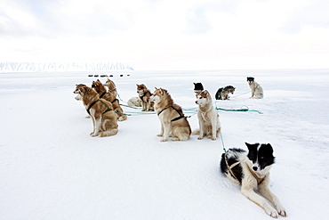 Greenlandic husky dog team staked to the ice near the floe edge in midnight sun, Greenland, Denmark, Polar Regions