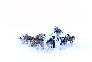 Inuit hunter untangling the lines on his dog team on the sea ice in a snow storm, Greenland, Denmark, Polar Regions