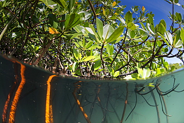 Rhizophora sp. mangrove above and below split shots from Sau Bay, Vanua Levu, Fiji, South Pacific, Pacific