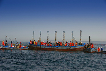 Almadraba Atlantic bluefin tuna fishery consists of a maze of nets, the final net (copo) is winched to the surface by hand, Andalucia, Spain, Europe