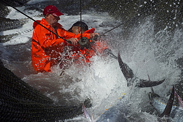 Fishermen in nets at the Almadraba tuna fishery rope the Bluefin tuna by the tail before being hoisted into the hold, Andalucia, Spain, Europe