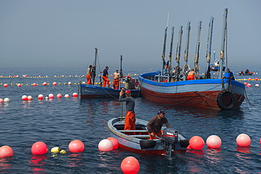 Almadraba trapping of migrating Atlantic Bluefin tuna (Thunnus thynnus) dating back to Phoenician times in Andalucia, Spain, Europe