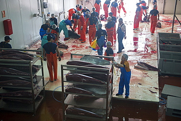 Atlantic Bluefin tuna (Thunnus thynnus) being prepared for blast freezing to minus 60C, Barbate, Andalucia, Spain, Europe