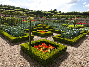 Leeks, chilli peppers in the kitchen gardens that feature seasonal vegetables at the Chateau de Villandry, UNESCO World Heritage Site, Loire Valley near Tours, Indre et Loire, Centre, France, Europe