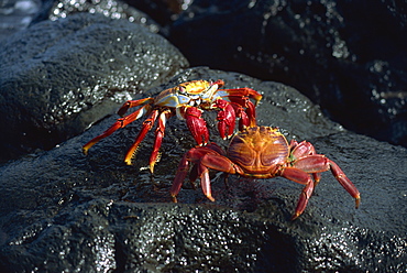 Sallylightfoot crabs fighting on black lava rock, Galapagos Islands, Ecuador, South America