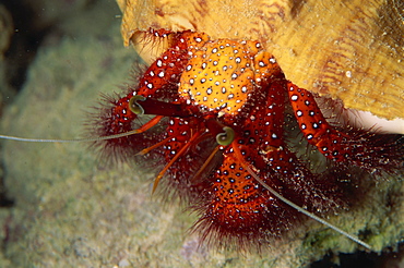 Hermit crab, Sabah, Malaysia, Borneo, Southeast Asia, Asia