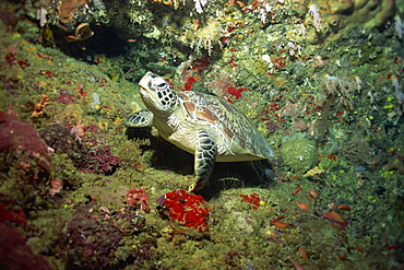 Hawksbill turtle resting on ledge of reef, Sabah, Malaysia, Borneo, Southeast Asia, Asia