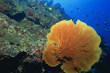 Gorgonian fan coral on reef slope, Sabah, Malaysia, Borneo, Southeast Asia, Asia