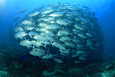 Tightly balled school of jack fish, South Point, Sipadan Island, Sabah, Malaysia, Borneo, Southeast Asia, Asia