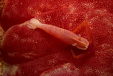 Shrimp living on the skin of a spanish dancer nudibranch, Sabah, Malaysia, Borneo, Southeast Asia, Asia