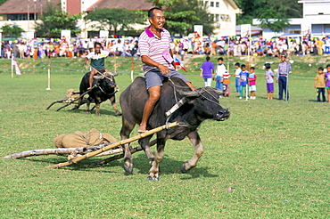 Racing buffalo pulling plough at Kota Belud festival in November, Sabah, Malaysia, island of Borneo, Southeast Asia, Asia