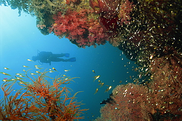 Silhouetted diver above reef off Saparua Island, Moluccas, Indonesia, Southeast Asia, Asia