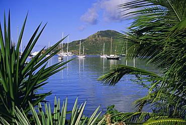 Yachts seen through palms, Falmouth Harbour, Antigua, Caribbean, West Indies, Central America