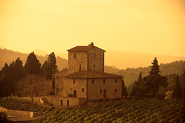 Farms and vines, Tuscany, Italy, Europe