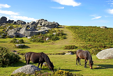 Dartmoor ponies, Bonehill Rocks, Dartmoor National Park, Devon, England, United Kingdom, Europe