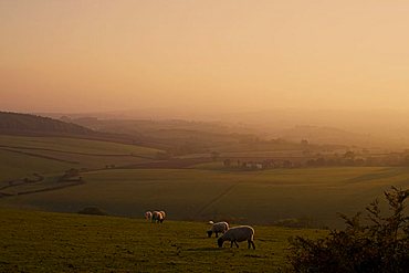 Sheep at sunset, near Sidmouth, Devon, England, United Kingdom, Europe