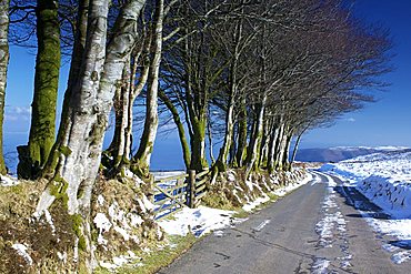 Beech trees in snow above Porlock, Exmoor National Park, Somerset, England, United Kingdom, Europe