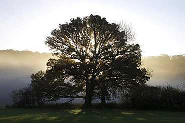 Misty trees, Exe Valley, Devon, England, United Kingdom, Europe