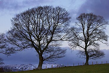 Trees near Crieff, Perthshire, Scotland, United Kingdom, Europe